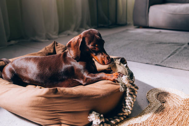 istock Relaxed Dachshund Dog Resting in a Cozy Bed Indoors 2148542504