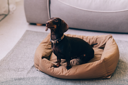 A well-groomed chocolate dachshund sits attentively on a soft pet bed, looking up with a curious gaze, in a cozy indoor setting.