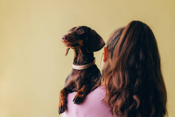 istock Woman Holding a Cute Dachshund Against Yellow Backdrop 2148542542