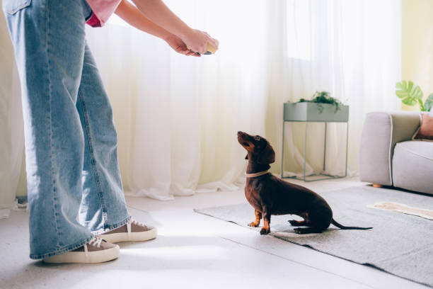 istock Obedient Dachshund Waiting for Treat from Owner 2148542543