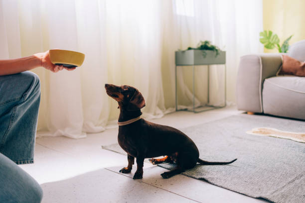 istock Obedient Dachshund Waits for Meal from Owner's Hand 2148542549