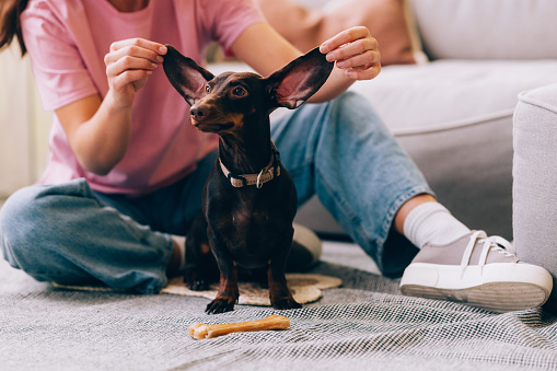 A joyful moment between a pet dachshund and its owner, capturing the affection and playfulness in a cozy home setting.
