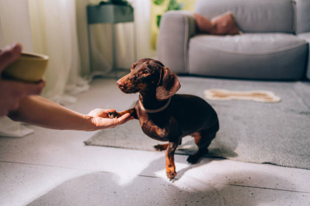 Cute Dachshund Taking Treat from Owner's Hand Indoors