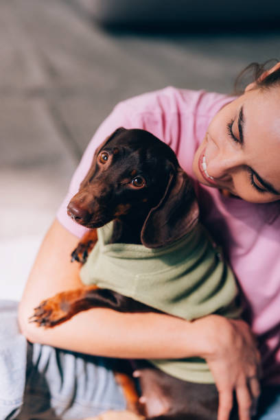 istock Adorable Brown Dachshund Wrapped in Blanket 2148542561