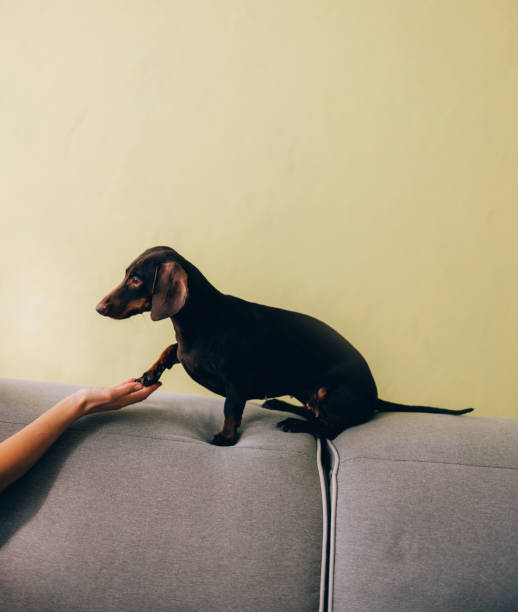 istock Dachshund Dog Getting a Treat on a Grey Sofa 2148542566