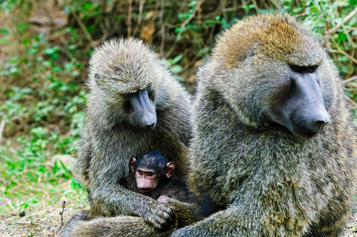 Wild baboon family with new baby resting on the ground, in a protected spot in the woods.\n\nTaken near Lake Nakuru, Kenya, Africa.