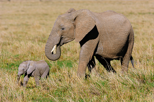African mother elephant cow(Loxodonta africana) and her new week old calf, on the Savanna on the Masai Mara.

Taken in Kenya, Africa