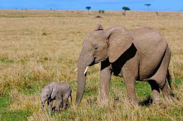 istock Mother African Elephant and Her New Calf 2148542667