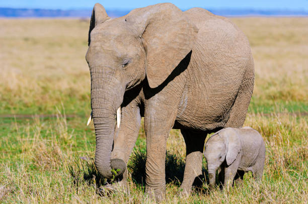 istock Mother African Elephant and Her New Calf 2148542669