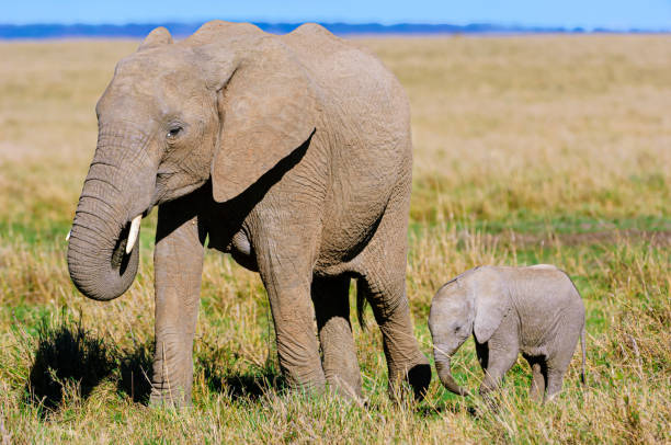 istock Mother African Elephant and Her New Calf 2148542670