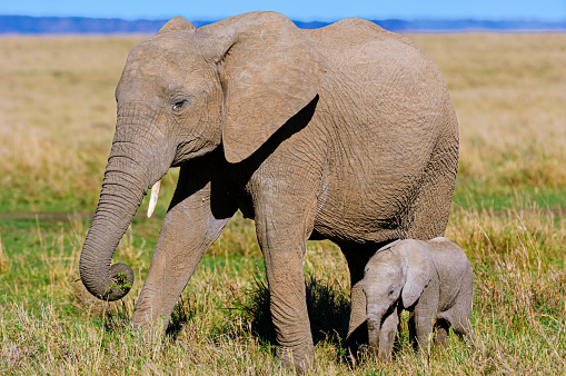 African mother elephant cow(Loxodonta africana) and her new week old calf, on the Savanna on the Masai Mara.

Taken in Kenya, Africa