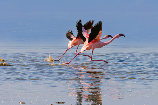 Small group of lesser flamingos (Phoenicopterus minor) gathered on the small, shallow, alkaline-saline lake Lake Nakuru, running in preparation for flight.

Taken in Lake Nakuru, Kenya, Africa