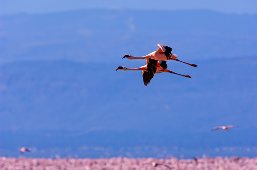 Lesser flamingos (Phoenicopterus minor) in flight over the small, shallow, alkaline-saline lake Lake Nakuru.

Taken in Lake Nakuru, Kenya, Africa