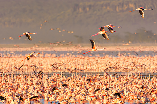Lesser flamingos (Phoenicopterus minor) in flight over the small, shallow, alkaline-saline lake Lake Nakuru.

Taken in Lake Nakuru, Kenya, Africa