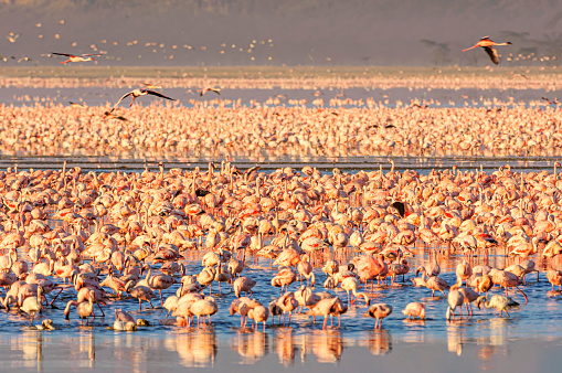 Large flock of lesser flamingos (Phoenicopterus minor) gathered on the shallow, alkaline-saline lake Lake Nakuru.\n\nTaken in Lake Nakuru, Kenya, Africa