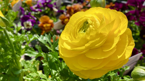 istock Bright yellow ranunculus in flower beds 2148543015