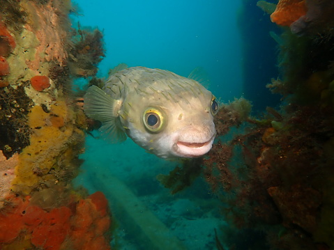 Vermilion rockfish swimming steadily through the water