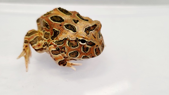 Ceratophrys is a genus of frogs in the family Ceratophryidae. They are also known as South American horned frogs as well as Pacman frogs due to their characteristic round shape and large mouth, reminiscent of the video game character Pac-Man.