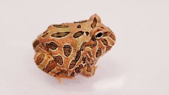 Ceratophrys is a genus of frogs in the family Ceratophryidae. They are also known as South American horned frogs as well as Pacman frogs due to their characteristic round shape and large mouth, reminiscent of the video game character Pac-Man.