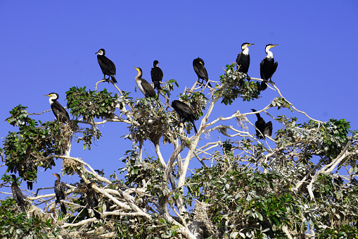 Tropical birds perched on trees on a small island in Lake Victoria