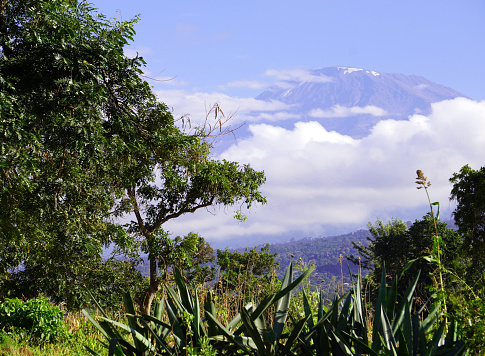 Snow-capped summit of Mount Kilimanjaro with clouds underneath and forest in the foreground