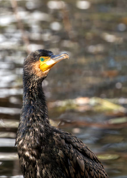 istock Great Cormorant (Phalacrocorax carbo) - Found on coasts worldwide 2148545794