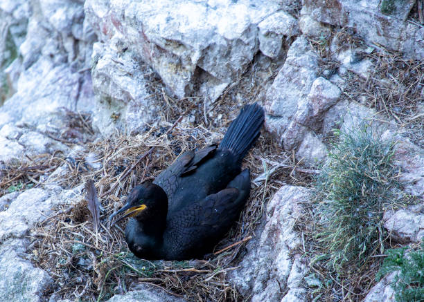 istock Great Cormorant (Phalacrocorax carbo) - Found on coasts worldwide 2148545814