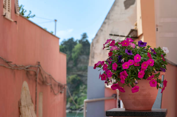 Vaso sul vicolo colorato di Procida