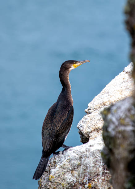 istock Great Cormorant (Phalacrocorax carbo) - Found on coasts worldwide 2148545886