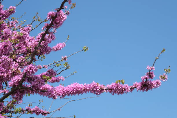 istock Pink colors of spring in Istanbul: Judas trees 2148546151