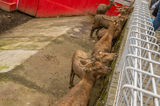 istock Mini zoo leisure activity feeding deer Cervidae on the garden park. 2148546317