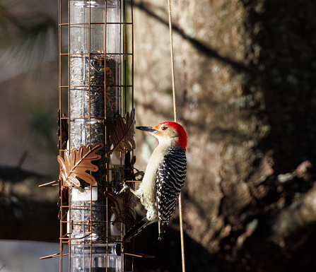 A redheaded woodpecker feeding on seed at a bird feeder