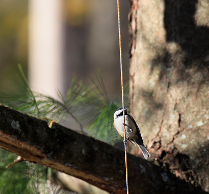 Black Capped Chickadee perched on a string in front of a tree