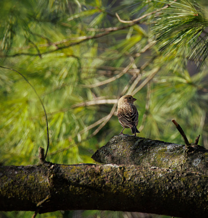House finch perched on a tree branch looking over its shoulder