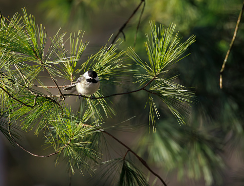 Black Capped Chickadee perched on an evergreen tree branch