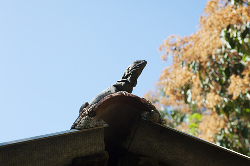 An Iguana lizard perched atop a roof