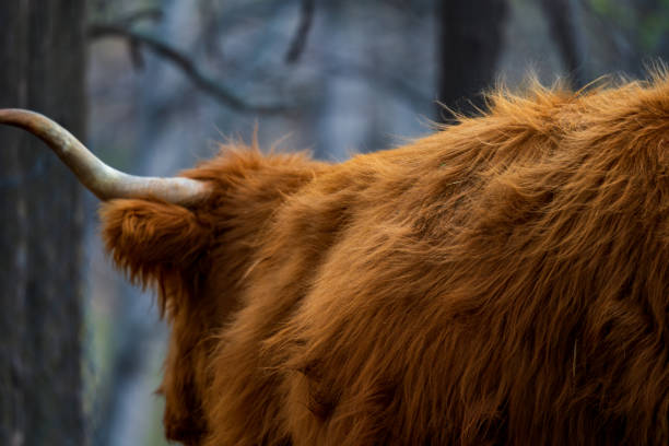 A close-up portrait of a majestic Highland cow with long, shaggy fur, standing in a lush green forest. Sunlight filters through the trees, casting a warm glow on its face.