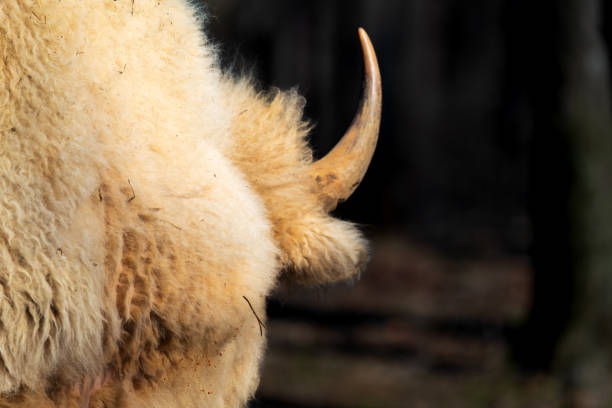 A majestic white bison grazes peacefully on the African savanna during a thrilling safari adventure.  This incredibly rare animal is a sight to behold, symbolizing purity, strength, and spiritual significance.