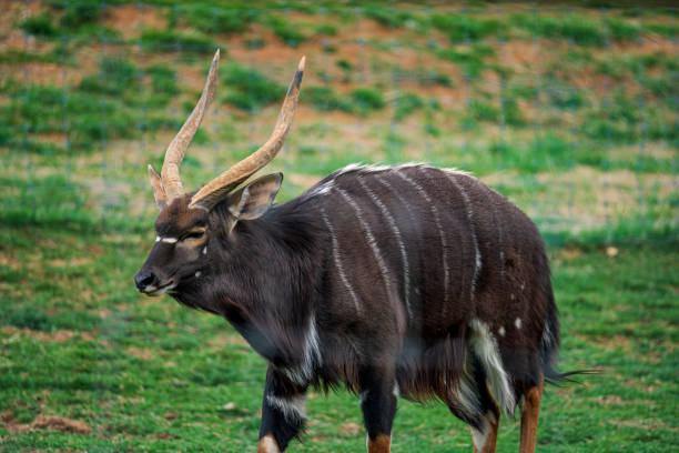 A stunning close-up portrait of a Nyala antelope, showcasing its magnificent spiraling horns and soulful eyes. This photo captures the regal beauty of this elusive creature in its natural forest habitat.