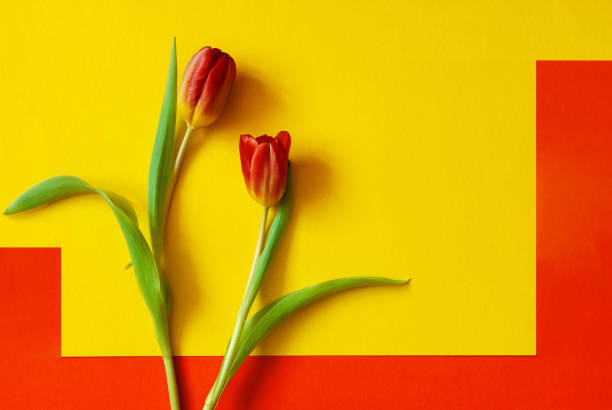 Two red tulips on a bright yellow-orange geometric background. Copy space