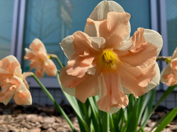 Ivory and pink-beige double‐petaled daffodils