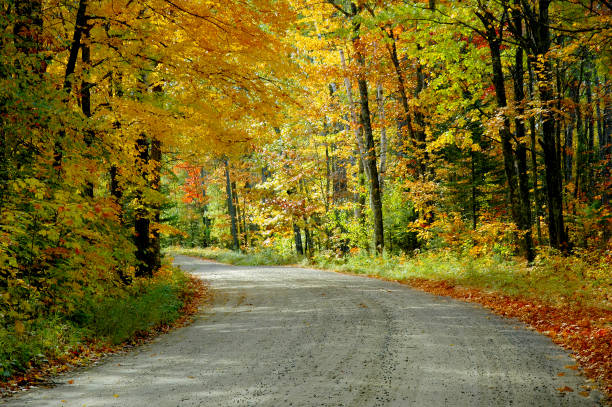 Colorful fall trees along curved country road.  Autumn season