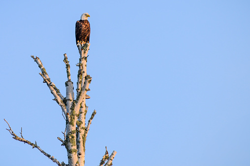 One American bald eagle perched on top of tree stump. Blue sky background