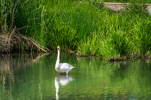 Swans bathing in a pond