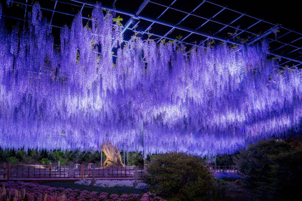 beautiful wisteria flowers