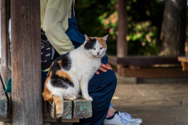 istock Calico cat in the park 2148550871