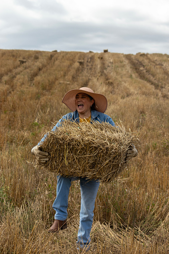 Middle-aged woman lifting a bale of hay with her knee to transport it, she's happy with a big smile. She's also wearing a denim jacket and blue jeans on a cloudy day in the meadow