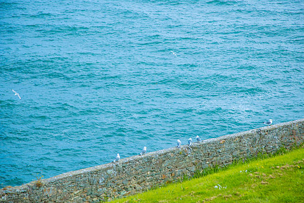 Majestic seagull soars gracefully over a tranquil sea as the sun sets, painting the sky in vibrant hues