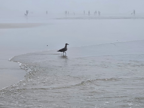 Bird walking in the receding waves