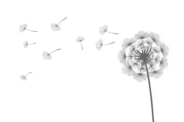 Vector illustration of Vector illustration dandelion time. Black Dandelion seeds blowing in the wind. The wind inflates a dandelion isolated on white background.